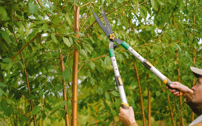 Tree trimming in Pungoteague, VA