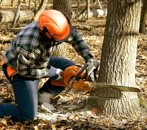 Tree Removal in Pungoteague, VA